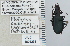  (Platynus cazieri - NEONTcarabid5284)  @13 [ ] CreativeCommons - Attribution Non-Commercial Share-Alike (2011) Moore, W University of Arizona Insect Collection