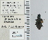  ( - NEONTcarabid4688)  @11 [ ] CreativeCommons - Attribution Non-Commercial Share-Alike (2011) Moore, W University of Arizona Insect Collection