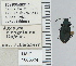  ( - NEONTcarabid4689)  @11 [ ] CreativeCommons - Attribution Non-Commercial Share-Alike (2011) Moore, W University of Arizona Insect Collection