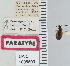  ( - NEONTcarabid4797)  @11 [ ] CreativeCommons - Attribution Non-Commercial Share-Alike (2011) Moore, W University of Arizona Insect Collection