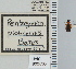  (Pentagonica picticornis - NEONTcarabid4798)  @11 [ ] CreativeCommons - Attribution Non-Commercial Share-Alike (2011) Moore, W University of Arizona Insect Collection