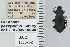  ( - NEONTcarabid4619)  @11 [ ] CreativeCommons - Attribution Non-Commercial Share-Alike (2011) Moore, W University of Arizona Insect Collection