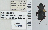  ( - NEONTcarabid4618)  @11 [ ] CreativeCommons - Attribution Non-Commercial Share-Alike (2011) Moore, W University of Arizona Insect Collection