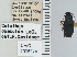  ( - NEONTcarabid4615)  @11 [ ] CreativeCommons - Attribution Non-Commercial Share-Alike (2011) Moore, W University of Arizona Insect Collection