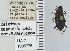  ( - NEONTcarabid4616)  @11 [ ] CreativeCommons - Attribution Non-Commercial Share-Alike (2011) Moore, W University of Arizona Insect Collection