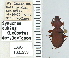  (Synuchus dubius - NEONTcarabid4626)  @13 [ ] CreativeCommons - Attribution Non-Commercial Share-Alike (2011) Moore, W University of Arizona Insect Collection