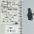  ( - NEONTcarabid4629)  @11 [ ] CreativeCommons - Attribution Non-Commercial Share-Alike (2011) Moore, W University of Arizona Insect Collection