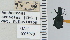  ( - NEONTcarabid4630)  @11 [ ] CreativeCommons - Attribution Non-Commercial Share-Alike (2011) Moore, W University of Arizona Insect Collection