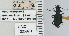  ( - NEONTcarabid4631)  @11 [ ] CreativeCommons - Attribution Non-Commercial Share-Alike (2011) Moore, W University of Arizona Insect Collection