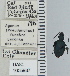  ( - NEONTcarabid4632)  @11 [ ] CreativeCommons - Attribution Non-Commercial Share-Alike (2011) Moore, W University of Arizona Insect Collection