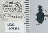  ( - NEONTcarabid4633)  @11 [ ] CreativeCommons - Attribution Non-Commercial Share-Alike (2011) Moore, W University of Arizona Insect Collection