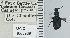  ( - NEONTcarabid4634)  @11 [ ] CreativeCommons - Attribution Non-Commercial Share-Alike (2011) Moore, W University of Arizona Insect Collection