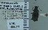  ( - NEONTcarabid5317)  @11 [ ] CreativeCommons - Attribution Non-Commercial Share-Alike (2011) Moore, W University of Arizona Insect Collection