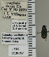  ( - NEONTcarabid5308)  @11 [ ] CreativeCommons - Attribution Non-Commercial Share-Alike (2011) Moore, W University of Arizona Insect Collection
