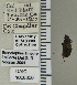  ( - NEONTcarabid5307)  @11 [ ] CreativeCommons - Attribution Non-Commercial Share-Alike (2011) Moore, W University of Arizona Insect Collection