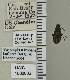  ( - NEONTcarabid5309)  @11 [ ] CreativeCommons - Attribution Non-Commercial Share-Alike (2011) Moore, W University of Arizona Insect Collection