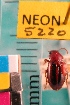  ( - NEONTcarabid5220)  @11 [ ] Copyright (2012) Blevins, KK and Travers, PD National Ecological Observatory Network (NEON) http://www.neoninc.org/content/copyright