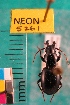  ( - NEONTcarabid5261)  @11 [ ] Copyright (2012) Blevins, KK National Ecological Observatory Network (NEON) http://www.neoninc.org/content/copyright