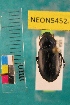 (Notiobia brevicollis - NEONTcarabid5452)  @13 [ ] Copyright (2012) Barton, M National Ecological Observatory Network (NEON) http://www.neoninc.org/content/copyright