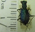  ( - NEONTcarabid1955)  @11 [ ] Copyright (2010) Blevins, KK and Travers, PD National Ecological Observatory Network (NEON) http://www.neoninc.org/content/copyright