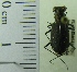  ( - NEONTcarabid1956)  @11 [ ] Copyright (2010) Blevins, KK and Travers, PD National Ecological Observatory Network (NEON) http://www.neoninc.org/content/copyright