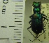  ( - NEONTcarabid1957)  @11 [ ] Copyright (2010) Blevins, KK and Travers, PD National Ecological Observatory Network (NEON) http://www.neoninc.org/content/copyright