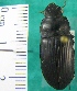  ( - NEONTcarabid1967)  @12 [ ] Copyright (2010) Blevins, KK and Travers, PD National Ecological Observatory Network (NEON) http://www.neoninc.org/content/copyright