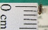  ( - NEONTcarabid1974)  @12 [ ] Copyright (2010) Blevins, KK and Travers, PD National Ecological Observatory Network (NEON) http://www.neoninc.org/content/copyright