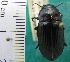 ( - NEONTcarabid1975)  @14 [ ] Copyright (2010) Blevins, KK and Travers, PD National Ecological Observatory Network (NEON) http://www.neoninc.org/content/copyright