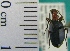  ( - NEONTcarabid1987)  @13 [ ] Copyright (2010) Blevins, KK and Travers, PD National Ecological Observatory Network (NEON) http://www.neoninc.org/content/copyright