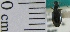  ( - NEONTcarabid2005)  @12 [ ] Copyright (2010) Blevins, KK and Travers, PD National Ecological Observatory Network (NEON) http://www.neoninc.org/content/copyright