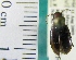  (Trichotichnus vulpeculus - NEONTcarabid2016)  @13 [ ] Copyright (2010) Blevins, KK and Travers, PD National Ecological Observatory Network (NEON) http://www.neoninc.org/content/copyright