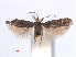 (Pectinivalva RH148Eucalyptus - RMNH.INS.24083)  @14 [ ] CreativeCommons - Attribution Non-Commercial Share-Alike (2013) Erik J. van Nieukerken Naturalis, Biodiversity Center