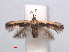  (Pectinivalva caenodora - RMNH.INS.24108)  @14 [ ] CreativeCommons - Attribution Non-Commercial Share-Alike (2013) Erik J. van Nieukerken Naturalis, Biodiversity Center