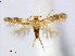  (Etainia crypsixantha - RMNH.INS.24783)  @14 [ ] CreativeCommons - Attribution Non-Commercial Share-Alike  E.J. van Nieukerken Naturalis Biodiversity Center
