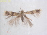  (Stigmella CondaliaTX - RMNH.INS.25441)  @11 [ ] CreativeCommons  Attribution (by) (2022) Erik J. van Nieukerken-Naturalis Naturalis Biodiversity Center