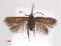  (Stigmella GaultheriaNZ - RMNH.INS.24098)  @13 [ ] CreativeCommons - Attribution Non-Commercial Share-Alike (2013) Erik J. van Nieukerken Naturalis, Biodiversity Center