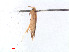  (Stigmella YemenEvN4251 - RMNH.INS.24251)  @12 [ ] CreativeCommons - Attribution Non-Commercial Share-Alike (2013) Erik J. van Nieukerken Naturalis, Biodiversity Center