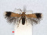  (Stigmella crataegifoliella - RMNH.INS.24413)  @13 [ ] CreativeCommons - Attribution Non-Commercial Share-Alike (2013) Erik J. van Nieukerken Naturalis, Biodiversity Center