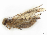  (Deleproctophylla australis - ALetardi106)  @11 [ ] CreativeCommons - Attribution Share - Alike (2024) CBG Photography Group Centre for Biodiversity Genomics