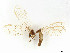  (Nevrorthus iridipennis - ALetardi130)  @11 [ ] CreativeCommons - Attribution Share - Alike (2024) CBG Photography Group Centre for Biodiversity Genomics