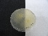  (Asteromyces - TRa2022-10c.cult)  @11 [ ] by-sa (2023) Norwegian marine fungi UiT The Arctic University of Norway