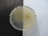  (Paradendryphiella - TRa2022-10b.cult)  @11 [ ] by-sa (2023) Norwegian marine fungi UiT The Arctic University of Norway