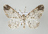 (Iridopsis gaujoni - ID 16850)  @15 [ ] Copyright (2010) Unspecified Institut fuer Spezielle Zoologie und Evolutionsbiologie, Friedrich-Schiller Universitat Jena