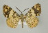  (Aplogompha lafayi - ID 16901)  @15 [ ] Copyright (2010) Unspecified Institut fuer Spezielle Zoologie und Evolutionsbiologie, Friedrich-Schiller Universitat Jena