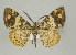  (Aplogompha lafayi - ID 16939)  @15 [ ] Copyright (2010) Unspecified Institut fuer Spezielle Zoologie und Evolutionsbiologie, Friedrich-Schiller Universitat Jena