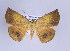  (Cratoptera vestianaria - ID 17013)  @14 [ ] Copyright (2010) Unspecified Institut fuer Spezielle Zoologie und Evolutionsbiologie, Friedrich-Schiller Universitat Jena