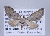  (Eupithecia higa - ID 17106)  @14 [ ] Copyright (2010) Unspecified Institut fuer Spezielle Zoologie und Evolutionsbiologie, Friedrich-Schiller Universitat Jena