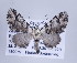  (Eupithecia hormiga - ID 17144)  @14 [ ] Copyright (2010) Unspecified Institut fuer Spezielle Zoologie und Evolutionsbiologie, Friedrich-Schiller Universitat Jena