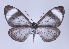 (Myrmecophantes - ID 17265)  @14 [ ] Copyright (2010) Unspecified Institut fuer Spezielle Zoologie und Evolutionsbiologie, Friedrich-Schiller Universitat Jena